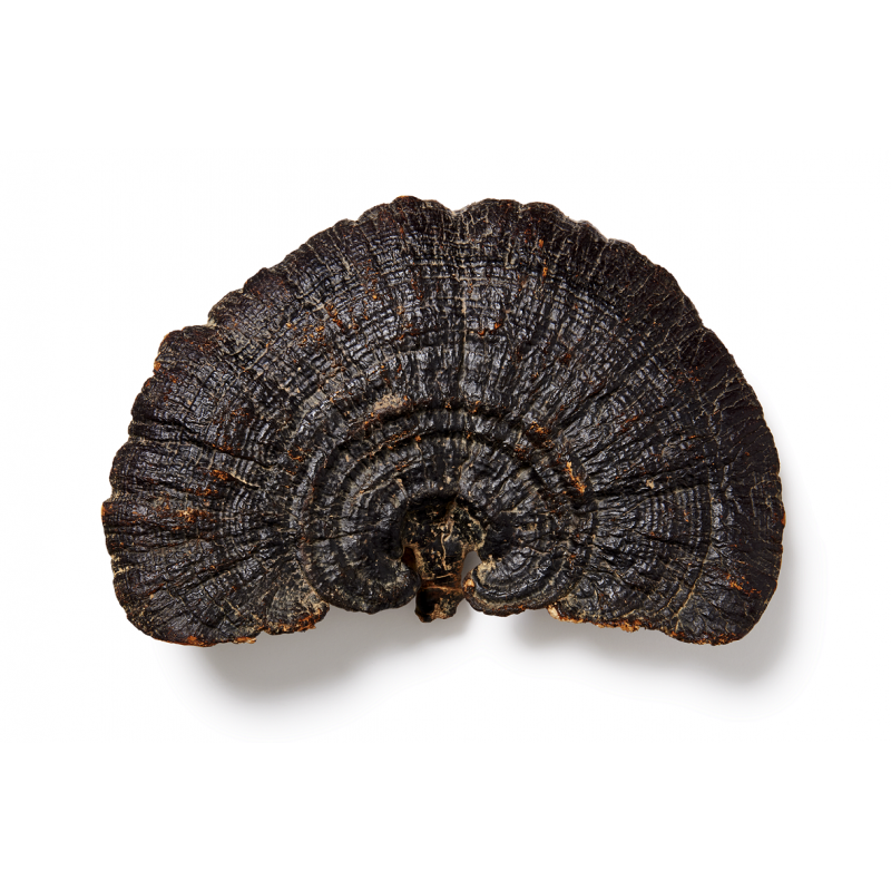 Maisto papildas „Organic Reishi”, N60 - Image 3